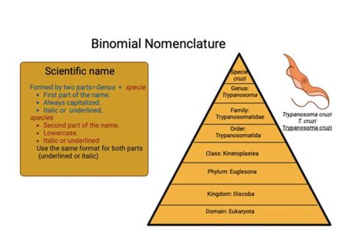 Unlocking The Secrets Of Scientific Nomenclature